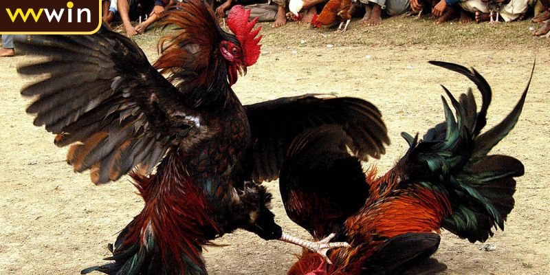 Các đặc điểm riêng biệt của đá gà miền Bắc