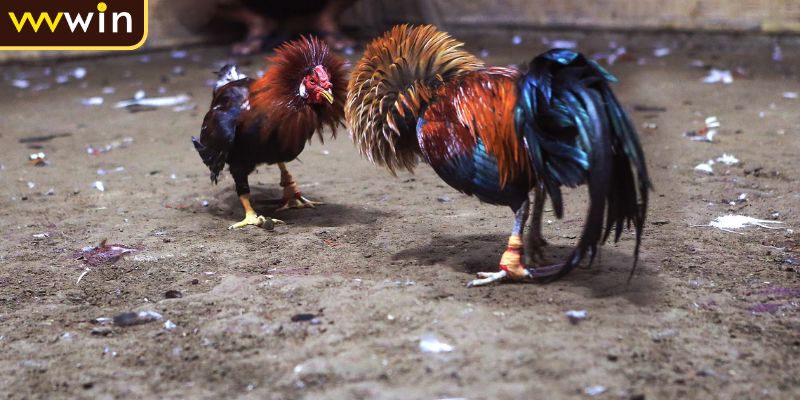 Đá gà cựa dao là gì?