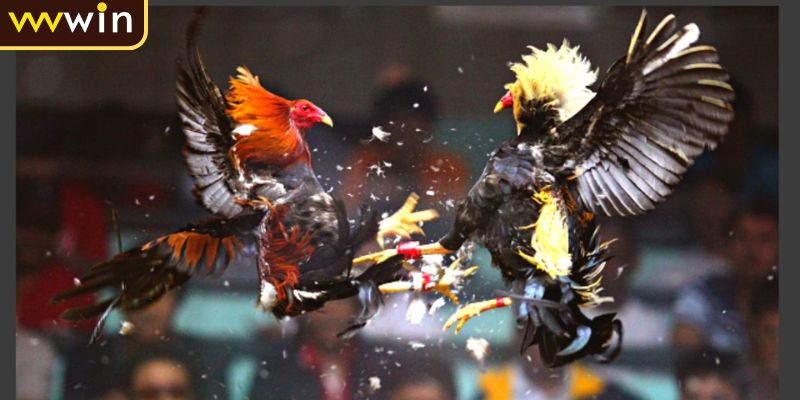 Luật chơi đá gà cựa dao