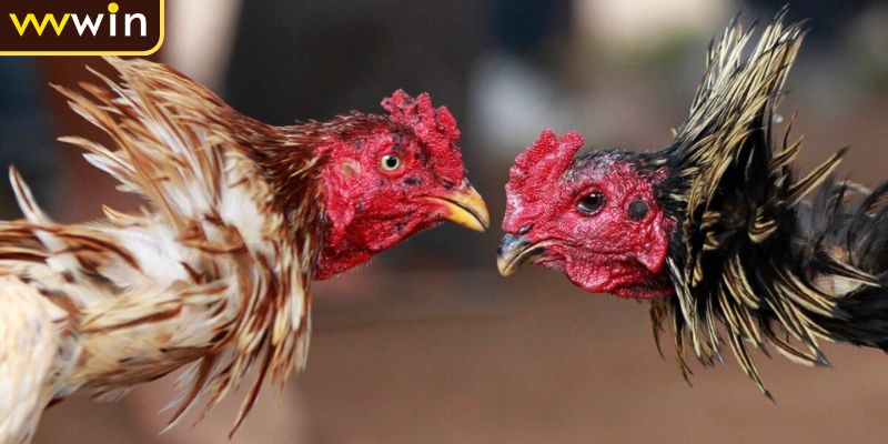 Quy tắc cơ bản về đá gà trực tiếp C4